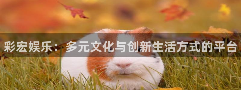 新航娱乐登录地址