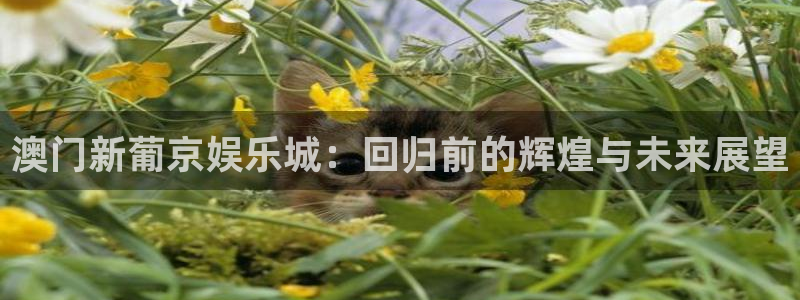 新航娱乐
